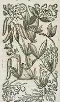 An illustration from Historia generalis plantarum : in libros XVIII per certas classes artificiose digesta, Haec plusquam mille imaginibus plantarum locupletior superioribus, omnes propemodum quae ab antiquis scriptoribus, Graecis, Latinis, Arabibus, nominantur: necnon eas quae in orientis atque Occidentis partibus, ante seculum nostrum incognitis, repertae fuerunt, tibi exhibet ; habes etiam earundem plantarum peculiaria diversis nationibus nomina: habes amplas descriptiones, è quibus singularum genus, formam, ubi crescant et quo tempore vigeant, natiorum temperamentum, vires denique in Medicina proprias cognosces. (1587)