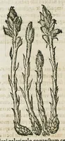 An illustration from Historia generalis plantarum : in libros XVIII per certas classes artificiose digesta, Haec plusquam mille imaginibus plantarum locupletior superioribus, omnes propemodum quae ab antiquis scriptoribus, Graecis, Latinis, Arabibus, nominantur: necnon eas quae in orientis atque Occidentis partibus, ante seculum nostrum incognitis, repertae fuerunt, tibi exhibet ; habes etiam earundem plantarum peculiaria diversis nationibus nomina: habes amplas descriptiones, è quibus singularum genus, formam, ubi crescant et quo tempore vigeant, natiorum temperamentum, vires denique in Medicina proprias cognosces. (1587)