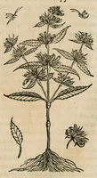 An illustration from Historia generalis plantarum : in libros XVIII per certas classes artificiose digesta, Haec plusquam mille imaginibus plantarum locupletior superioribus, omnes propemodum quae ab antiquis scriptoribus, Graecis, Latinis, Arabibus, nominantur: necnon eas quae in orientis atque Occidentis partibus, ante seculum nostrum incognitis, repertae fuerunt, tibi exhibet ; habes etiam earundem plantarum peculiaria diversis nationibus nomina: habes amplas descriptiones, è quibus singularum genus, formam, ubi crescant et quo tempore vigeant, natiorum temperamentum, vires denique in Medicina proprias cognosces. (1587)