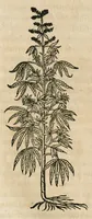 An illustration from Historia generalis plantarum : in libros XVIII per certas classes artificiose digesta, Haec plusquam mille imaginibus plantarum locupletior superioribus, omnes propemodum quae ab antiquis scriptoribus, Graecis, Latinis, Arabibus, nominantur: necnon eas quae in orientis atque Occidentis partibus, ante seculum nostrum incognitis, repertae fuerunt, tibi exhibet ; habes etiam earundem plantarum peculiaria diversis nationibus nomina: habes amplas descriptiones, è quibus singularum genus, formam, ubi crescant et quo tempore vigeant, natiorum temperamentum, vires denique in Medicina proprias cognosces. (1587)
