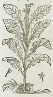An illustration from Historia generalis plantarum : in libros XVIII per certas classes artificiose digesta, Haec plusquam mille imaginibus plantarum locupletior superioribus, omnes propemodum quae ab antiquis scriptoribus, Graecis, Latinis, Arabibus, nominantur: necnon eas quae in orientis atque Occidentis partibus, ante seculum nostrum incognitis, repertae fuerunt, tibi exhibet ; habes etiam earundem plantarum peculiaria diversis nationibus nomina: habes amplas descriptiones, è quibus singularum genus, formam, ubi crescant et quo tempore vigeant, natiorum temperamentum, vires denique in Medicina proprias cognosces. (1587)