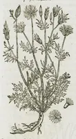 An illustration from Historia generalis plantarum : in libros XVIII per certas classes artificiose digesta, Haec plusquam mille imaginibus plantarum locupletior superioribus, omnes propemodum quae ab antiquis scriptoribus, Graecis, Latinis, Arabibus, nominantur: necnon eas quae in orientis atque Occidentis partibus, ante seculum nostrum incognitis, repertae fuerunt, tibi exhibet ; habes etiam earundem plantarum peculiaria diversis nationibus nomina: habes amplas descriptiones, è quibus singularum genus, formam, ubi crescant et quo tempore vigeant, natiorum temperamentum, vires denique in Medicina proprias cognosces. (1587)