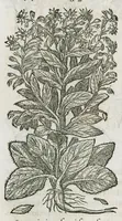 An illustration from Historia generalis plantarum : in libros XVIII per certas classes artificiose digesta, Haec plusquam mille imaginibus plantarum locupletior superioribus, omnes propemodum quae ab antiquis scriptoribus, Graecis, Latinis, Arabibus, nominantur: necnon eas quae in orientis atque Occidentis partibus, ante seculum nostrum incognitis, repertae fuerunt, tibi exhibet ; habes etiam earundem plantarum peculiaria diversis nationibus nomina: habes amplas descriptiones, è quibus singularum genus, formam, ubi crescant et quo tempore vigeant, natiorum temperamentum, vires denique in Medicina proprias cognosces. (1587)