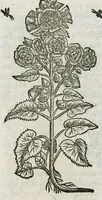 An illustration from Historia generalis plantarum : in libros XVIII per certas classes artificiose digesta, Haec plusquam mille imaginibus plantarum locupletior superioribus, omnes propemodum quae ab antiquis scriptoribus, Graecis, Latinis, Arabibus, nominantur: necnon eas quae in orientis atque Occidentis partibus, ante seculum nostrum incognitis, repertae fuerunt, tibi exhibet ; habes etiam earundem plantarum peculiaria diversis nationibus nomina: habes amplas descriptiones, è quibus singularum genus, formam, ubi crescant et quo tempore vigeant, natiorum temperamentum, vires denique in Medicina proprias cognosces. (1587)