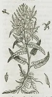An illustration from Historia generalis plantarum : in libros XVIII per certas classes artificiose digesta, Haec plusquam mille imaginibus plantarum locupletior superioribus, omnes propemodum quae ab antiquis scriptoribus, Graecis, Latinis, Arabibus, nominantur: necnon eas quae in orientis atque Occidentis partibus, ante seculum nostrum incognitis, repertae fuerunt, tibi exhibet ; habes etiam earundem plantarum peculiaria diversis nationibus nomina: habes amplas descriptiones, è quibus singularum genus, formam, ubi crescant et quo tempore vigeant, natiorum temperamentum, vires denique in Medicina proprias cognosces. (1587)