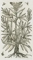 An illustration from Historia generalis plantarum : in libros XVIII per certas classes artificiose digesta, Haec plusquam mille imaginibus plantarum locupletior superioribus, omnes propemodum quae ab antiquis scriptoribus, Graecis, Latinis, Arabibus, nominantur: necnon eas quae in orientis atque Occidentis partibus, ante seculum nostrum incognitis, repertae fuerunt, tibi exhibet ; habes etiam earundem plantarum peculiaria diversis nationibus nomina: habes amplas descriptiones, è quibus singularum genus, formam, ubi crescant et quo tempore vigeant, natiorum temperamentum, vires denique in Medicina proprias cognosces. (1587)
