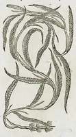 An illustration from Historia generalis plantarum : in libros XVIII per certas classes artificiose digesta, Haec plusquam mille imaginibus plantarum locupletior superioribus, omnes propemodum quae ab antiquis scriptoribus, Graecis, Latinis, Arabibus, nominantur: necnon eas quae in orientis atque Occidentis partibus, ante seculum nostrum incognitis, repertae fuerunt, tibi exhibet ; habes etiam earundem plantarum peculiaria diversis nationibus nomina: habes amplas descriptiones, è quibus singularum genus, formam, ubi crescant et quo tempore vigeant, natiorum temperamentum, vires denique in Medicina proprias cognosces. (1587)