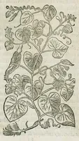 An illustration from Historia generalis plantarum : in libros XVIII per certas classes artificiose digesta, Haec plusquam mille imaginibus plantarum locupletior superioribus, omnes propemodum quae ab antiquis scriptoribus, Graecis, Latinis, Arabibus, nominantur: necnon eas quae in orientis atque Occidentis partibus, ante seculum nostrum incognitis, repertae fuerunt, tibi exhibet ; habes etiam earundem plantarum peculiaria diversis nationibus nomina: habes amplas descriptiones, è quibus singularum genus, formam, ubi crescant et quo tempore vigeant, natiorum temperamentum, vires denique in Medicina proprias cognosces. (1587)