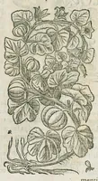 An illustration from Historia generalis plantarum : in libros XVIII per certas classes artificiose digesta, Haec plusquam mille imaginibus plantarum locupletior superioribus, omnes propemodum quae ab antiquis scriptoribus, Graecis, Latinis, Arabibus, nominantur: necnon eas quae in orientis atque Occidentis partibus, ante seculum nostrum incognitis, repertae fuerunt, tibi exhibet ; habes etiam earundem plantarum peculiaria diversis nationibus nomina: habes amplas descriptiones, è quibus singularum genus, formam, ubi crescant et quo tempore vigeant, natiorum temperamentum, vires denique in Medicina proprias cognosces. (1587)