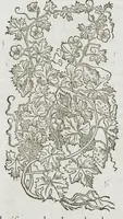 An illustration from Historia generalis plantarum : in libros XVIII per certas classes artificiose digesta, Haec plusquam mille imaginibus plantarum locupletior superioribus, omnes propemodum quae ab antiquis scriptoribus, Graecis, Latinis, Arabibus, nominantur: necnon eas quae in orientis atque Occidentis partibus, ante seculum nostrum incognitis, repertae fuerunt, tibi exhibet ; habes etiam earundem plantarum peculiaria diversis nationibus nomina: habes amplas descriptiones, è quibus singularum genus, formam, ubi crescant et quo tempore vigeant, natiorum temperamentum, vires denique in Medicina proprias cognosces. (1587)