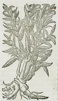 An illustration from Historia generalis plantarum : in libros XVIII per certas classes artificiose digesta, Haec plusquam mille imaginibus plantarum locupletior superioribus, omnes propemodum quae ab antiquis scriptoribus, Graecis, Latinis, Arabibus, nominantur: necnon eas quae in orientis atque Occidentis partibus, ante seculum nostrum incognitis, repertae fuerunt, tibi exhibet ; habes etiam earundem plantarum peculiaria diversis nationibus nomina: habes amplas descriptiones, è quibus singularum genus, formam, ubi crescant et quo tempore vigeant, natiorum temperamentum, vires denique in Medicina proprias cognosces. (1587)