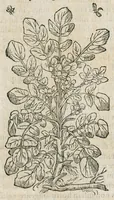 An illustration from Historia generalis plantarum : in libros XVIII per certas classes artificiose digesta, Haec plusquam mille imaginibus plantarum locupletior superioribus, omnes propemodum quae ab antiquis scriptoribus, Graecis, Latinis, Arabibus, nominantur: necnon eas quae in orientis atque Occidentis partibus, ante seculum nostrum incognitis, repertae fuerunt, tibi exhibet ; habes etiam earundem plantarum peculiaria diversis nationibus nomina: habes amplas descriptiones, è quibus singularum genus, formam, ubi crescant et quo tempore vigeant, natiorum temperamentum, vires denique in Medicina proprias cognosces. (1587)