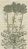 An illustration from Historia generalis plantarum : in libros XVIII per certas classes artificiose digesta, Haec plusquam mille imaginibus plantarum locupletior superioribus, omnes propemodum quae ab antiquis scriptoribus, Graecis, Latinis, Arabibus, nominantur: necnon eas quae in orientis atque Occidentis partibus, ante seculum nostrum incognitis, repertae fuerunt, tibi exhibet ; habes etiam earundem plantarum peculiaria diversis nationibus nomina: habes amplas descriptiones, è quibus singularum genus, formam, ubi crescant et quo tempore vigeant, natiorum temperamentum, vires denique in Medicina proprias cognosces. (1587)