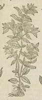 An illustration from Historia generalis plantarum : in libros XVIII per certas classes artificiose digesta, Haec plusquam mille imaginibus plantarum locupletior superioribus, omnes propemodum quae ab antiquis scriptoribus, Graecis, Latinis, Arabibus, nominantur: necnon eas quae in orientis atque Occidentis partibus, ante seculum nostrum incognitis, repertae fuerunt, tibi exhibet ; habes etiam earundem plantarum peculiaria diversis nationibus nomina: habes amplas descriptiones, è quibus singularum genus, formam, ubi crescant et quo tempore vigeant, natiorum temperamentum, vires denique in Medicina proprias cognosces. (1587)