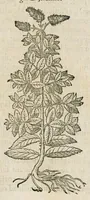 An illustration from Historia generalis plantarum : in libros XVIII per certas classes artificiose digesta, Haec plusquam mille imaginibus plantarum locupletior superioribus, omnes propemodum quae ab antiquis scriptoribus, Graecis, Latinis, Arabibus, nominantur: necnon eas quae in orientis atque Occidentis partibus, ante seculum nostrum incognitis, repertae fuerunt, tibi exhibet ; habes etiam earundem plantarum peculiaria diversis nationibus nomina: habes amplas descriptiones, è quibus singularum genus, formam, ubi crescant et quo tempore vigeant, natiorum temperamentum, vires denique in Medicina proprias cognosces. (1587)