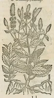 An illustration from Historia generalis plantarum : in libros XVIII per certas classes artificiose digesta, Haec plusquam mille imaginibus plantarum locupletior superioribus, omnes propemodum quae ab antiquis scriptoribus, Graecis, Latinis, Arabibus, nominantur: necnon eas quae in orientis atque Occidentis partibus, ante seculum nostrum incognitis, repertae fuerunt, tibi exhibet ; habes etiam earundem plantarum peculiaria diversis nationibus nomina: habes amplas descriptiones, è quibus singularum genus, formam, ubi crescant et quo tempore vigeant, natiorum temperamentum, vires denique in Medicina proprias cognosces. (1587)