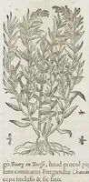 An illustration from Historia generalis plantarum : in libros XVIII per certas classes artificiose digesta, Haec plusquam mille imaginibus plantarum locupletior superioribus, omnes propemodum quae ab antiquis scriptoribus, Graecis, Latinis, Arabibus, nominantur: necnon eas quae in orientis atque Occidentis partibus, ante seculum nostrum incognitis, repertae fuerunt, tibi exhibet ; habes etiam earundem plantarum peculiaria diversis nationibus nomina: habes amplas descriptiones, è quibus singularum genus, formam, ubi crescant et quo tempore vigeant, natiorum temperamentum, vires denique in Medicina proprias cognosces. (1587)