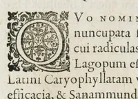 An illustration from Historia generalis plantarum : in libros XVIII per certas classes artificiose digesta, Haec plusquam mille imaginibus plantarum locupletior superioribus, omnes propemodum quae ab antiquis scriptoribus, Graecis, Latinis, Arabibus, nominantur: necnon eas quae in orientis atque Occidentis partibus, ante seculum nostrum incognitis, repertae fuerunt, tibi exhibet ; habes etiam earundem plantarum peculiaria diversis nationibus nomina: habes amplas descriptiones, è quibus singularum genus, formam, ubi crescant et quo tempore vigeant, natiorum temperamentum, vires denique in Medicina proprias cognosces. (1587)