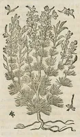 An illustration from Historia generalis plantarum : in libros XVIII per certas classes artificiose digesta, Haec plusquam mille imaginibus plantarum locupletior superioribus, omnes propemodum quae ab antiquis scriptoribus, Graecis, Latinis, Arabibus, nominantur: necnon eas quae in orientis atque Occidentis partibus, ante seculum nostrum incognitis, repertae fuerunt, tibi exhibet ; habes etiam earundem plantarum peculiaria diversis nationibus nomina: habes amplas descriptiones, è quibus singularum genus, formam, ubi crescant et quo tempore vigeant, natiorum temperamentum, vires denique in Medicina proprias cognosces. (1587)