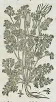 An illustration from Historia generalis plantarum : in libros XVIII per certas classes artificiose digesta, Haec plusquam mille imaginibus plantarum locupletior superioribus, omnes propemodum quae ab antiquis scriptoribus, Graecis, Latinis, Arabibus, nominantur: necnon eas quae in orientis atque Occidentis partibus, ante seculum nostrum incognitis, repertae fuerunt, tibi exhibet ; habes etiam earundem plantarum peculiaria diversis nationibus nomina: habes amplas descriptiones, è quibus singularum genus, formam, ubi crescant et quo tempore vigeant, natiorum temperamentum, vires denique in Medicina proprias cognosces. (1587)