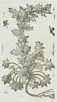 An illustration from Historia generalis plantarum : in libros XVIII per certas classes artificiose digesta, Haec plusquam mille imaginibus plantarum locupletior superioribus, omnes propemodum quae ab antiquis scriptoribus, Graecis, Latinis, Arabibus, nominantur: necnon eas quae in orientis atque Occidentis partibus, ante seculum nostrum incognitis, repertae fuerunt, tibi exhibet ; habes etiam earundem plantarum peculiaria diversis nationibus nomina: habes amplas descriptiones, è quibus singularum genus, formam, ubi crescant et quo tempore vigeant, natiorum temperamentum, vires denique in Medicina proprias cognosces. (1587)