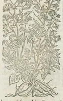 An illustration from Historia generalis plantarum : in libros XVIII per certas classes artificiose digesta, Haec plusquam mille imaginibus plantarum locupletior superioribus, omnes propemodum quae ab antiquis scriptoribus, Graecis, Latinis, Arabibus, nominantur: necnon eas quae in orientis atque Occidentis partibus, ante seculum nostrum incognitis, repertae fuerunt, tibi exhibet ; habes etiam earundem plantarum peculiaria diversis nationibus nomina: habes amplas descriptiones, è quibus singularum genus, formam, ubi crescant et quo tempore vigeant, natiorum temperamentum, vires denique in Medicina proprias cognosces. (1587)