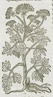 An illustration from Historia generalis plantarum : in libros XVIII per certas classes artificiose digesta, Haec plusquam mille imaginibus plantarum locupletior superioribus, omnes propemodum quae ab antiquis scriptoribus, Graecis, Latinis, Arabibus, nominantur: necnon eas quae in orientis atque Occidentis partibus, ante seculum nostrum incognitis, repertae fuerunt, tibi exhibet ; habes etiam earundem plantarum peculiaria diversis nationibus nomina: habes amplas descriptiones, è quibus singularum genus, formam, ubi crescant et quo tempore vigeant, natiorum temperamentum, vires denique in Medicina proprias cognosces. (1587)