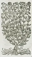An illustration from Historia generalis plantarum : in libros XVIII per certas classes artificiose digesta, Haec plusquam mille imaginibus plantarum locupletior superioribus, omnes propemodum quae ab antiquis scriptoribus, Graecis, Latinis, Arabibus, nominantur: necnon eas quae in orientis atque Occidentis partibus, ante seculum nostrum incognitis, repertae fuerunt, tibi exhibet ; habes etiam earundem plantarum peculiaria diversis nationibus nomina: habes amplas descriptiones, è quibus singularum genus, formam, ubi crescant et quo tempore vigeant, natiorum temperamentum, vires denique in Medicina proprias cognosces. (1587)
