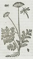 An illustration from Historia generalis plantarum : in libros XVIII per certas classes artificiose digesta, Haec plusquam mille imaginibus plantarum locupletior superioribus, omnes propemodum quae ab antiquis scriptoribus, Graecis, Latinis, Arabibus, nominantur: necnon eas quae in orientis atque Occidentis partibus, ante seculum nostrum incognitis, repertae fuerunt, tibi exhibet ; habes etiam earundem plantarum peculiaria diversis nationibus nomina: habes amplas descriptiones, è quibus singularum genus, formam, ubi crescant et quo tempore vigeant, natiorum temperamentum, vires denique in Medicina proprias cognosces. (1587)
