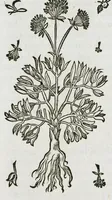 An illustration from Historia generalis plantarum : in libros XVIII per certas classes artificiose digesta, Haec plusquam mille imaginibus plantarum locupletior superioribus, omnes propemodum quae ab antiquis scriptoribus, Graecis, Latinis, Arabibus, nominantur: necnon eas quae in orientis atque Occidentis partibus, ante seculum nostrum incognitis, repertae fuerunt, tibi exhibet ; habes etiam earundem plantarum peculiaria diversis nationibus nomina: habes amplas descriptiones, è quibus singularum genus, formam, ubi crescant et quo tempore vigeant, natiorum temperamentum, vires denique in Medicina proprias cognosces. (1587)