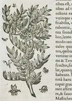 An illustration from Historia generalis plantarum : in libros XVIII per certas classes artificiose digesta, Haec plusquam mille imaginibus plantarum locupletior superioribus, omnes propemodum quae ab antiquis scriptoribus, Graecis, Latinis, Arabibus, nominantur: necnon eas quae in orientis atque Occidentis partibus, ante seculum nostrum incognitis, repertae fuerunt, tibi exhibet ; habes etiam earundem plantarum peculiaria diversis nationibus nomina: habes amplas descriptiones, è quibus singularum genus, formam, ubi crescant et quo tempore vigeant, natiorum temperamentum, vires denique in Medicina proprias cognosces. (1587)