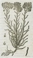 An illustration from Historia generalis plantarum : in libros XVIII per certas classes artificiose digesta, Haec plusquam mille imaginibus plantarum locupletior superioribus, omnes propemodum quae ab antiquis scriptoribus, Graecis, Latinis, Arabibus, nominantur: necnon eas quae in orientis atque Occidentis partibus, ante seculum nostrum incognitis, repertae fuerunt, tibi exhibet ; habes etiam earundem plantarum peculiaria diversis nationibus nomina: habes amplas descriptiones, è quibus singularum genus, formam, ubi crescant et quo tempore vigeant, natiorum temperamentum, vires denique in Medicina proprias cognosces. (1587)