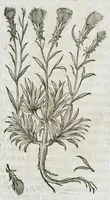 An illustration from Historia generalis plantarum : in libros XVIII per certas classes artificiose digesta, Haec plusquam mille imaginibus plantarum locupletior superioribus, omnes propemodum quae ab antiquis scriptoribus, Graecis, Latinis, Arabibus, nominantur: necnon eas quae in orientis atque Occidentis partibus, ante seculum nostrum incognitis, repertae fuerunt, tibi exhibet ; habes etiam earundem plantarum peculiaria diversis nationibus nomina: habes amplas descriptiones, è quibus singularum genus, formam, ubi crescant et quo tempore vigeant, natiorum temperamentum, vires denique in Medicina proprias cognosces. (1587)
