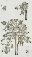 An illustration from Historia generalis plantarum : in libros XVIII per certas classes artificiose digesta, Haec plusquam mille imaginibus plantarum locupletior superioribus, omnes propemodum quae ab antiquis scriptoribus, Graecis, Latinis, Arabibus, nominantur: necnon eas quae in orientis atque Occidentis partibus, ante seculum nostrum incognitis, repertae fuerunt, tibi exhibet ; habes etiam earundem plantarum peculiaria diversis nationibus nomina: habes amplas descriptiones, è quibus singularum genus, formam, ubi crescant et quo tempore vigeant, natiorum temperamentum, vires denique in Medicina proprias cognosces. (1587)