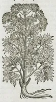 An illustration from Historia generalis plantarum : in libros XVIII per certas classes artificiose digesta, Haec plusquam mille imaginibus plantarum locupletior superioribus, omnes propemodum quae ab antiquis scriptoribus, Graecis, Latinis, Arabibus, nominantur: necnon eas quae in orientis atque Occidentis partibus, ante seculum nostrum incognitis, repertae fuerunt, tibi exhibet ; habes etiam earundem plantarum peculiaria diversis nationibus nomina: habes amplas descriptiones, è quibus singularum genus, formam, ubi crescant et quo tempore vigeant, natiorum temperamentum, vires denique in Medicina proprias cognosces. (1587)
