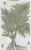 An illustration from Historia generalis plantarum : in libros XVIII per certas classes artificiose digesta, Haec plusquam mille imaginibus plantarum locupletior superioribus, omnes propemodum quae ab antiquis scriptoribus, Graecis, Latinis, Arabibus, nominantur: necnon eas quae in orientis atque Occidentis partibus, ante seculum nostrum incognitis, repertae fuerunt, tibi exhibet ; habes etiam earundem plantarum peculiaria diversis nationibus nomina: habes amplas descriptiones, è quibus singularum genus, formam, ubi crescant et quo tempore vigeant, natiorum temperamentum, vires denique in Medicina proprias cognosces. (1587)