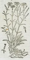An illustration from Historia generalis plantarum : in libros XVIII per certas classes artificiose digesta, Haec plusquam mille imaginibus plantarum locupletior superioribus, omnes propemodum quae ab antiquis scriptoribus, Graecis, Latinis, Arabibus, nominantur: necnon eas quae in orientis atque Occidentis partibus, ante seculum nostrum incognitis, repertae fuerunt, tibi exhibet ; habes etiam earundem plantarum peculiaria diversis nationibus nomina: habes amplas descriptiones, è quibus singularum genus, formam, ubi crescant et quo tempore vigeant, natiorum temperamentum, vires denique in Medicina proprias cognosces. (1587)