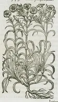 An illustration from Historia generalis plantarum : in libros XVIII per certas classes artificiose digesta, Haec plusquam mille imaginibus plantarum locupletior superioribus, omnes propemodum quae ab antiquis scriptoribus, Graecis, Latinis, Arabibus, nominantur: necnon eas quae in orientis atque Occidentis partibus, ante seculum nostrum incognitis, repertae fuerunt, tibi exhibet ; habes etiam earundem plantarum peculiaria diversis nationibus nomina: habes amplas descriptiones, è quibus singularum genus, formam, ubi crescant et quo tempore vigeant, natiorum temperamentum, vires denique in Medicina proprias cognosces. (1587)