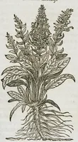 An illustration from Historia generalis plantarum : in libros XVIII per certas classes artificiose digesta, Haec plusquam mille imaginibus plantarum locupletior superioribus, omnes propemodum quae ab antiquis scriptoribus, Graecis, Latinis, Arabibus, nominantur: necnon eas quae in orientis atque Occidentis partibus, ante seculum nostrum incognitis, repertae fuerunt, tibi exhibet ; habes etiam earundem plantarum peculiaria diversis nationibus nomina: habes amplas descriptiones, è quibus singularum genus, formam, ubi crescant et quo tempore vigeant, natiorum temperamentum, vires denique in Medicina proprias cognosces. (1587)