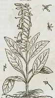 An illustration from Historia generalis plantarum : in libros XVIII per certas classes artificiose digesta, Haec plusquam mille imaginibus plantarum locupletior superioribus, omnes propemodum quae ab antiquis scriptoribus, Graecis, Latinis, Arabibus, nominantur: necnon eas quae in orientis atque Occidentis partibus, ante seculum nostrum incognitis, repertae fuerunt, tibi exhibet ; habes etiam earundem plantarum peculiaria diversis nationibus nomina: habes amplas descriptiones, è quibus singularum genus, formam, ubi crescant et quo tempore vigeant, natiorum temperamentum, vires denique in Medicina proprias cognosces. (1587)