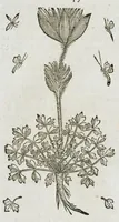 An illustration from Historia generalis plantarum : in libros XVIII per certas classes artificiose digesta, Haec plusquam mille imaginibus plantarum locupletior superioribus, omnes propemodum quae ab antiquis scriptoribus, Graecis, Latinis, Arabibus, nominantur: necnon eas quae in orientis atque Occidentis partibus, ante seculum nostrum incognitis, repertae fuerunt, tibi exhibet ; habes etiam earundem plantarum peculiaria diversis nationibus nomina: habes amplas descriptiones, è quibus singularum genus, formam, ubi crescant et quo tempore vigeant, natiorum temperamentum, vires denique in Medicina proprias cognosces. (1587)