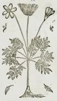 An illustration from Historia generalis plantarum : in libros XVIII per certas classes artificiose digesta, Haec plusquam mille imaginibus plantarum locupletior superioribus, omnes propemodum quae ab antiquis scriptoribus, Graecis, Latinis, Arabibus, nominantur: necnon eas quae in orientis atque Occidentis partibus, ante seculum nostrum incognitis, repertae fuerunt, tibi exhibet ; habes etiam earundem plantarum peculiaria diversis nationibus nomina: habes amplas descriptiones, è quibus singularum genus, formam, ubi crescant et quo tempore vigeant, natiorum temperamentum, vires denique in Medicina proprias cognosces. (1587)