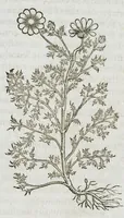 An illustration from Historia generalis plantarum : in libros XVIII per certas classes artificiose digesta, Haec plusquam mille imaginibus plantarum locupletior superioribus, omnes propemodum quae ab antiquis scriptoribus, Graecis, Latinis, Arabibus, nominantur: necnon eas quae in orientis atque Occidentis partibus, ante seculum nostrum incognitis, repertae fuerunt, tibi exhibet ; habes etiam earundem plantarum peculiaria diversis nationibus nomina: habes amplas descriptiones, è quibus singularum genus, formam, ubi crescant et quo tempore vigeant, natiorum temperamentum, vires denique in Medicina proprias cognosces. (1587)