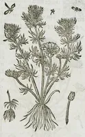 An illustration from Historia generalis plantarum : in libros XVIII per certas classes artificiose digesta, Haec plusquam mille imaginibus plantarum locupletior superioribus, omnes propemodum quae ab antiquis scriptoribus, Graecis, Latinis, Arabibus, nominantur: necnon eas quae in orientis atque Occidentis partibus, ante seculum nostrum incognitis, repertae fuerunt, tibi exhibet ; habes etiam earundem plantarum peculiaria diversis nationibus nomina: habes amplas descriptiones, è quibus singularum genus, formam, ubi crescant et quo tempore vigeant, natiorum temperamentum, vires denique in Medicina proprias cognosces. (1587)