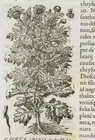 An illustration from Historia generalis plantarum : in libros XVIII per certas classes artificiose digesta, Haec plusquam mille imaginibus plantarum locupletior superioribus, omnes propemodum quae ab antiquis scriptoribus, Graecis, Latinis, Arabibus, nominantur: necnon eas quae in orientis atque Occidentis partibus, ante seculum nostrum incognitis, repertae fuerunt, tibi exhibet ; habes etiam earundem plantarum peculiaria diversis nationibus nomina: habes amplas descriptiones, è quibus singularum genus, formam, ubi crescant et quo tempore vigeant, natiorum temperamentum, vires denique in Medicina proprias cognosces. (1587)