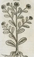 An illustration from Historia generalis plantarum : in libros XVIII per certas classes artificiose digesta, Haec plusquam mille imaginibus plantarum locupletior superioribus, omnes propemodum quae ab antiquis scriptoribus, Graecis, Latinis, Arabibus, nominantur: necnon eas quae in orientis atque Occidentis partibus, ante seculum nostrum incognitis, repertae fuerunt, tibi exhibet ; habes etiam earundem plantarum peculiaria diversis nationibus nomina: habes amplas descriptiones, è quibus singularum genus, formam, ubi crescant et quo tempore vigeant, natiorum temperamentum, vires denique in Medicina proprias cognosces. (1587)