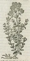 An illustration from Historia generalis plantarum : in libros XVIII per certas classes artificiose digesta, Haec plusquam mille imaginibus plantarum locupletior superioribus, omnes propemodum quae ab antiquis scriptoribus, Graecis, Latinis, Arabibus, nominantur: necnon eas quae in orientis atque Occidentis partibus, ante seculum nostrum incognitis, repertae fuerunt, tibi exhibet ; habes etiam earundem plantarum peculiaria diversis nationibus nomina: habes amplas descriptiones, è quibus singularum genus, formam, ubi crescant et quo tempore vigeant, natiorum temperamentum, vires denique in Medicina proprias cognosces. (1587)