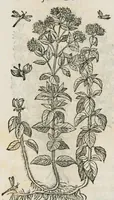 An illustration from Historia generalis plantarum : in libros XVIII per certas classes artificiose digesta, Haec plusquam mille imaginibus plantarum locupletior superioribus, omnes propemodum quae ab antiquis scriptoribus, Graecis, Latinis, Arabibus, nominantur: necnon eas quae in orientis atque Occidentis partibus, ante seculum nostrum incognitis, repertae fuerunt, tibi exhibet ; habes etiam earundem plantarum peculiaria diversis nationibus nomina: habes amplas descriptiones, è quibus singularum genus, formam, ubi crescant et quo tempore vigeant, natiorum temperamentum, vires denique in Medicina proprias cognosces. (1587)
