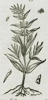 An illustration from Historia generalis plantarum : in libros XVIII per certas classes artificiose digesta, Haec plusquam mille imaginibus plantarum locupletior superioribus, omnes propemodum quae ab antiquis scriptoribus, Graecis, Latinis, Arabibus, nominantur: necnon eas quae in orientis atque Occidentis partibus, ante seculum nostrum incognitis, repertae fuerunt, tibi exhibet ; habes etiam earundem plantarum peculiaria diversis nationibus nomina: habes amplas descriptiones, è quibus singularum genus, formam, ubi crescant et quo tempore vigeant, natiorum temperamentum, vires denique in Medicina proprias cognosces. (1587)