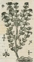 An illustration from Historia generalis plantarum : in libros XVIII per certas classes artificiose digesta, Haec plusquam mille imaginibus plantarum locupletior superioribus, omnes propemodum quae ab antiquis scriptoribus, Graecis, Latinis, Arabibus, nominantur: necnon eas quae in orientis atque Occidentis partibus, ante seculum nostrum incognitis, repertae fuerunt, tibi exhibet ; habes etiam earundem plantarum peculiaria diversis nationibus nomina: habes amplas descriptiones, è quibus singularum genus, formam, ubi crescant et quo tempore vigeant, natiorum temperamentum, vires denique in Medicina proprias cognosces. (1587)